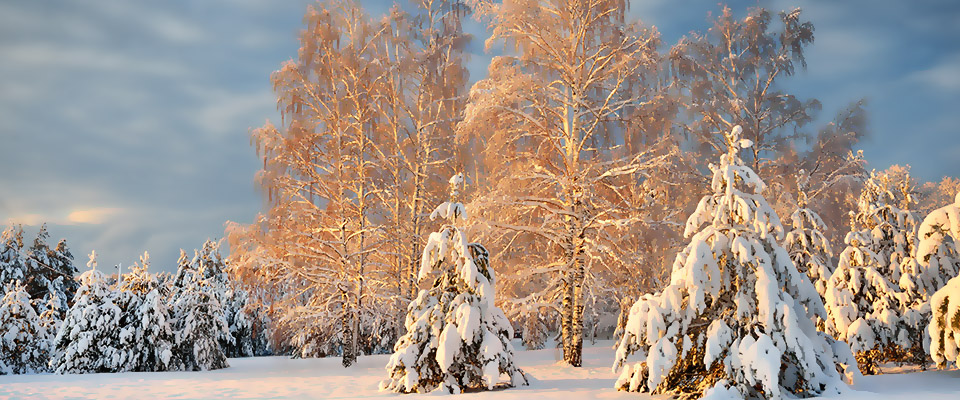 Winter landscape